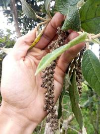   Infructescence:   Abatia parviflora ; Photo by Apipa, gbif.org
